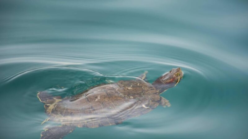 WEST CRETE:CHANIA-KOURNAS-RETHIMNO - Final Thoughts