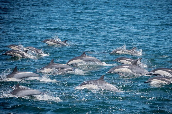 West Harbor LA Whale and Dolphin Watching Cruise - Key Points