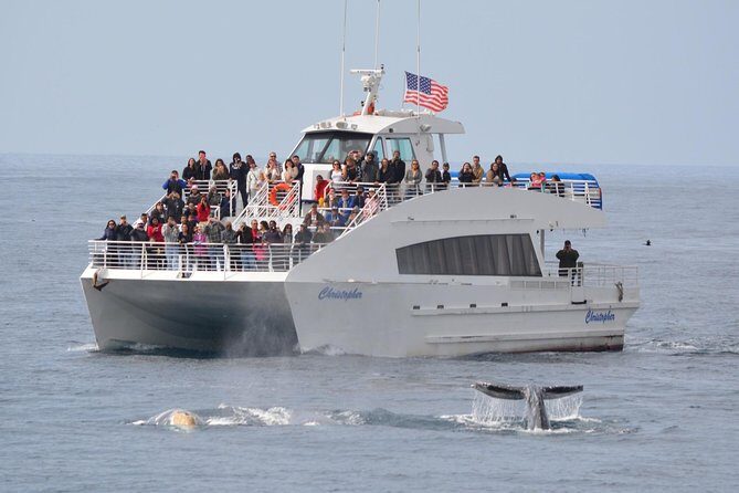 West Harbor LA Whale and Dolphin Watching Cruise - A Deep Dive into the Experience