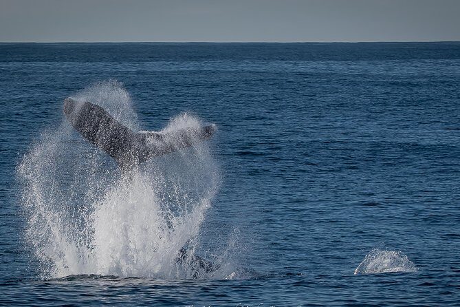 West Harbor LA Whale and Dolphin Watching Cruise - FAQs