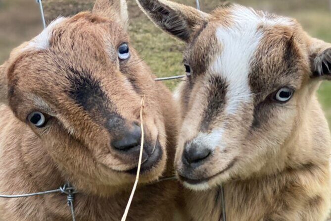 West Kelowna Full Day Lunch Wine Tour-Incl Tastings & Guide Grat - FAQ