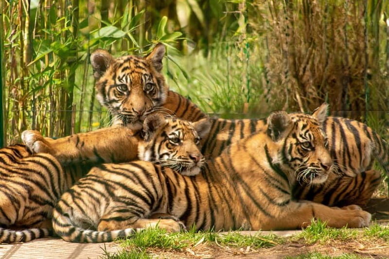 West Midlands Safari Park: Day Admission Ticket - The Sum Up