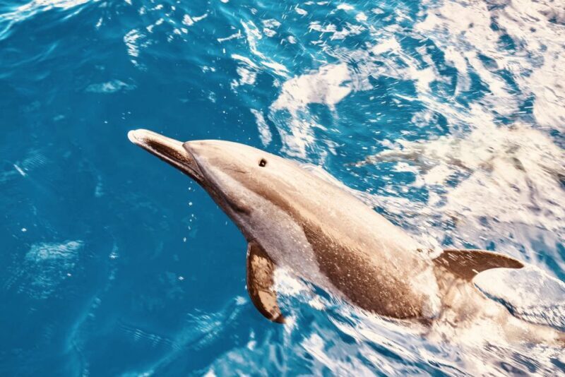 West O'ahu: Dolphin Watching and Snorkeling Catamaran Cruise - Analyzing the Experience: Is It Worth It?