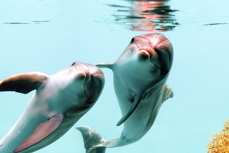 West Oahu: Turtles, Dolphins, and Snorkeling Tour with Lunch - Key Points