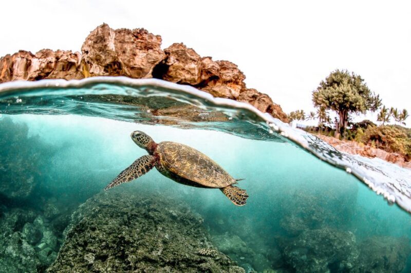 West Oahu: Turtles, Dolphins, and Snorkeling Tour with Lunch - An Honest Look at the Value