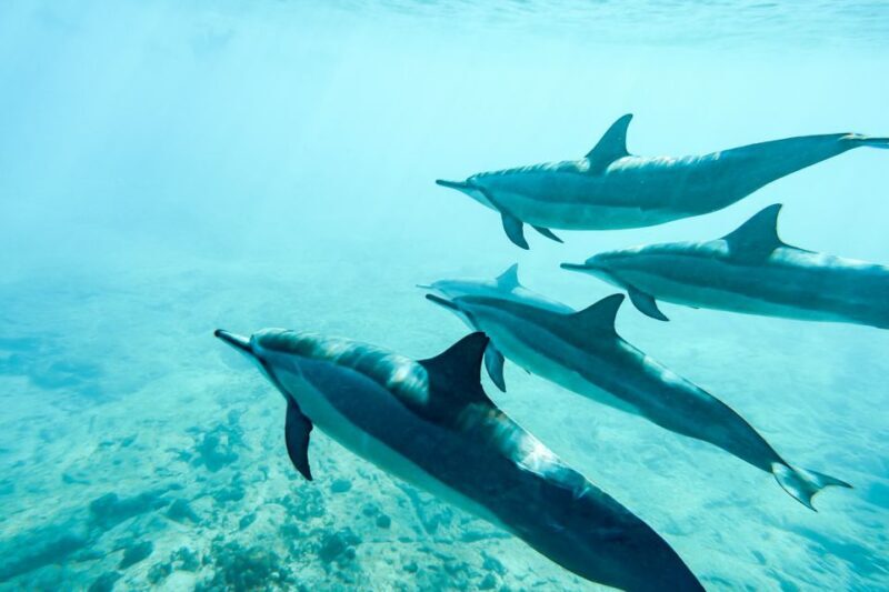 West Oahu: Turtles, Dolphins, and Snorkeling Tour with Lunch - Who Will Love This Tour?