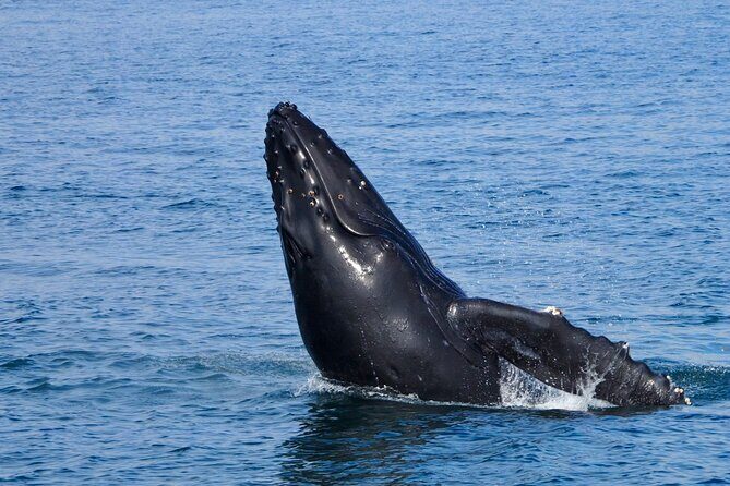 West Oahu Whale Watch & Turtle Snorkel with Whale Guarantee - FAQs