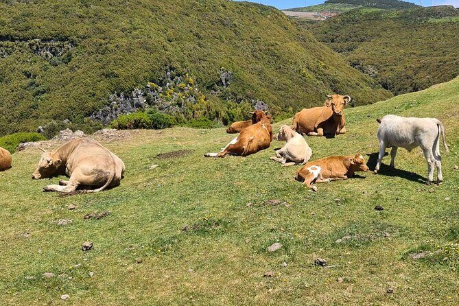 West of Madeira Private Half-Day Tour - A Deep Dive into the Tour Experience