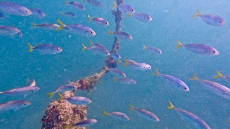 West Palm Beach: Beginner Scuba Diving Adventure with Videos - Key Points