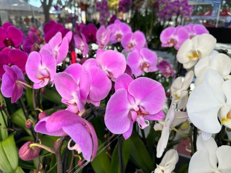 West Palm Beach: Mornings in the Market Food Tour - Practical Details