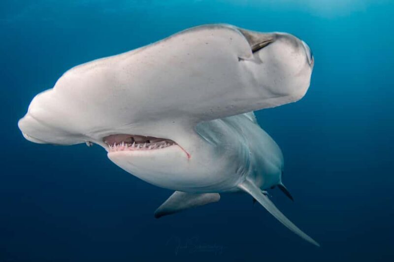 West Palm Beach: Shark Snorkel Adventure with Gung Ho Divers - An Overview of the Experience