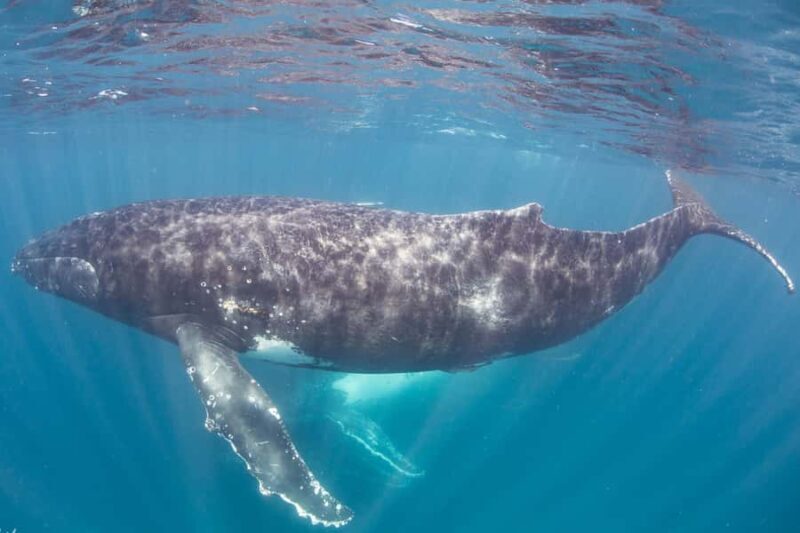 Western Australia: Swim with Humpback Whales - Key Points