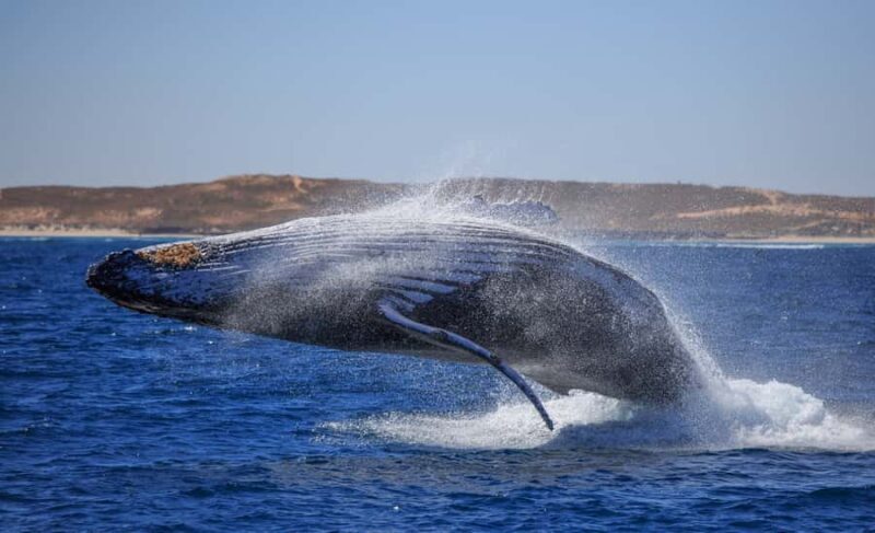 Western Australia: Swim with Humpback Whales - An Overview of the Experience