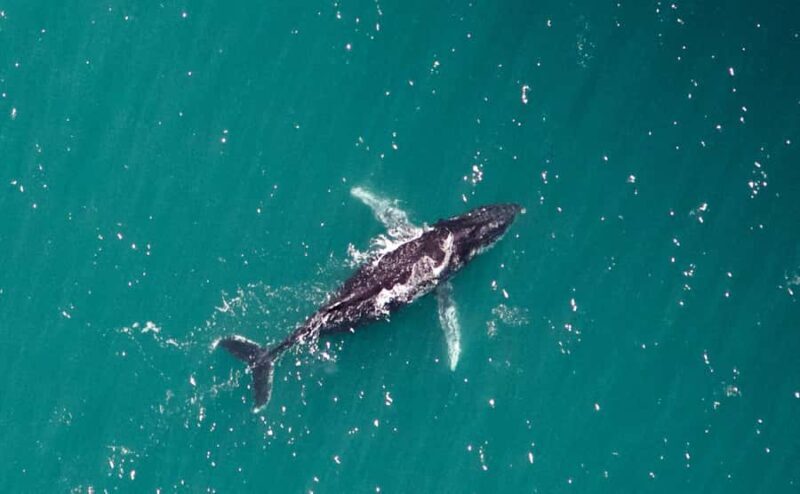 Western Australia: Swim with Humpback Whales - What Sets This Tour Apart