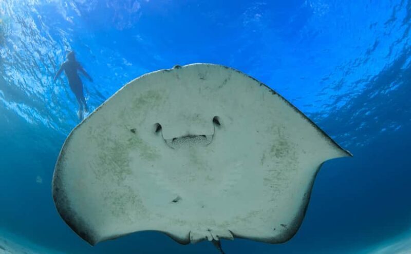 Western Australia: Swim with Humpback Whales - Authentic Insights from Travelers