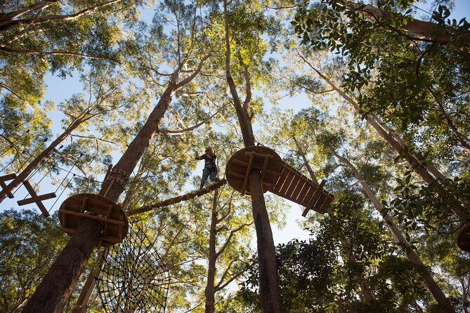 Western Sydney Tree Ropes Course - What to Expect at the Western Sydney Tree Ropes Course