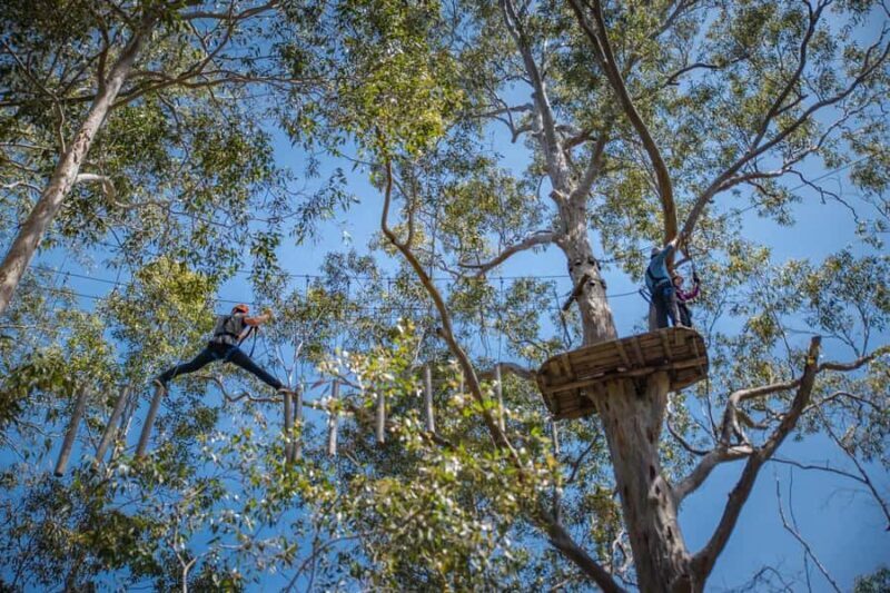 Western Sydney: Tree Ropes Courses - Setting the Scene: An Overview of the Experience