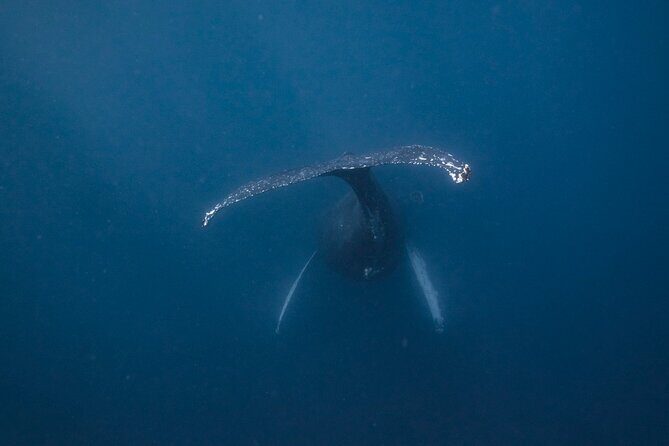 Whale and Dive Combo Tour in Los Cabos - Key Points