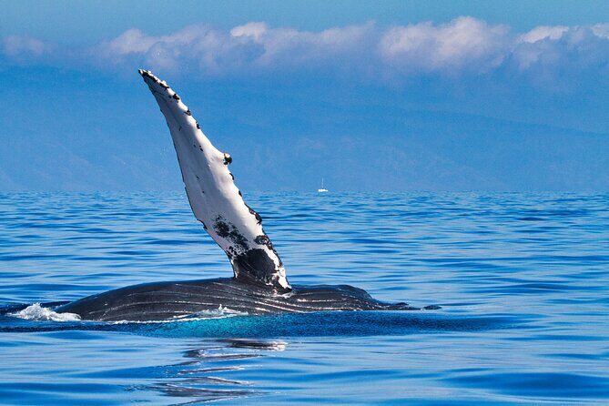 Whale and Dolphin Watch Boat Cruise in Oahu - An In-Depth Look at the Whale and Dolphin Watch Experience