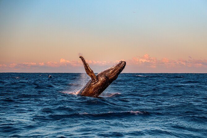 Whale and Dolphin Watch Boat Cruise in Oahu - Frequently Asked Questions
