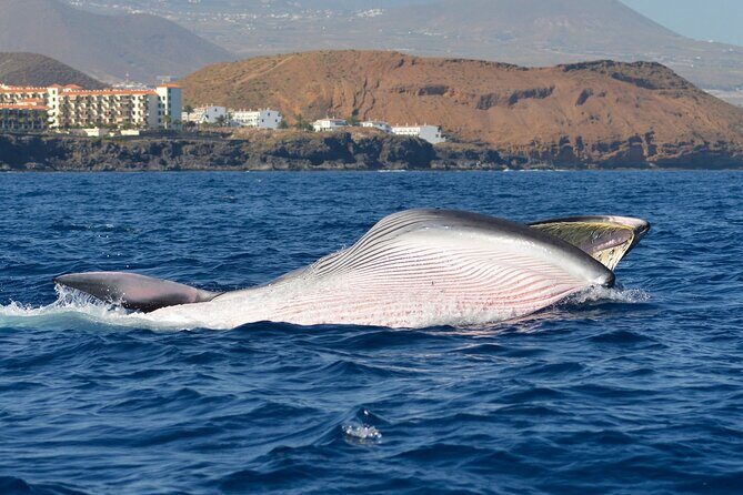 Whale and Dolphin Watching EcoAdventure in Tenerife - Final Thoughts: Who Will Love This Experience?