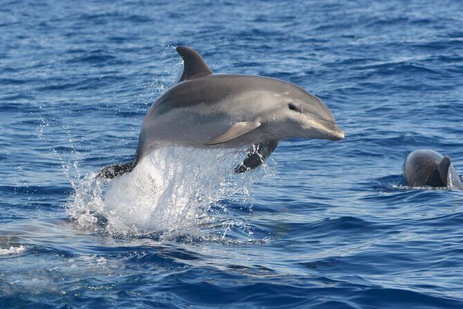 Whale and Dolphin Watching EcoAdventure in Tenerife - FAQ