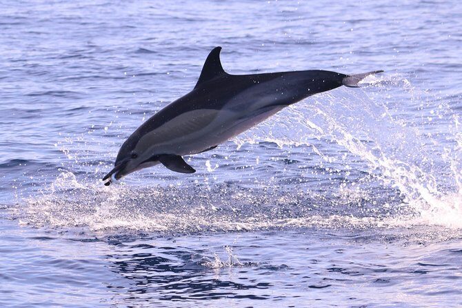 Whale and Dolphin Watching in Calheta, Madeira Island - An In-Depth Look at the Madeira Marine Tour