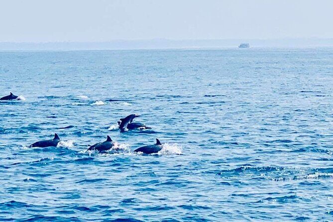 Whale and Dolphin Watching in Kalpitiya - Discovering the Marine World in Kalpitiya