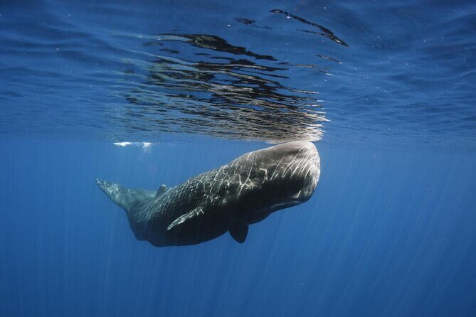 Whale and Dolphin Watching in Kalpitiya - Who Would Love This Tour?