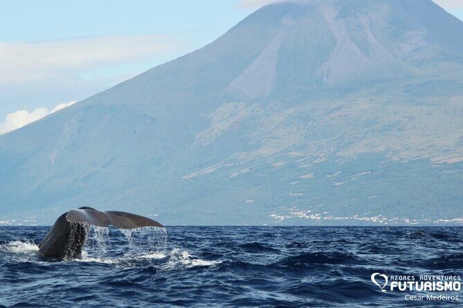 Whale and dolphin watching in Pico Island - Key Points