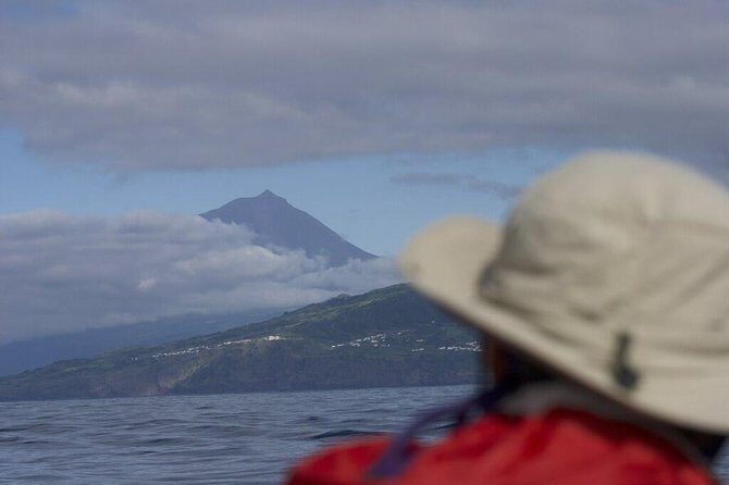 Whale and dolphin watching in Pico Island - Who Should Consider This Tour?