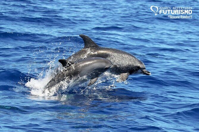 Whale and dolphin watching in Pico Island - FAQ