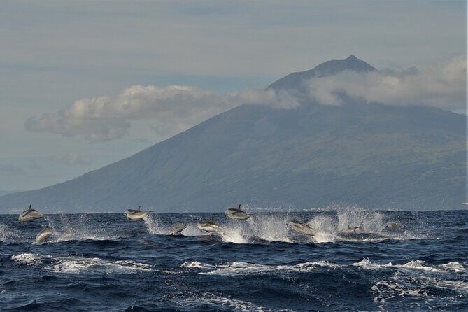 Whale and Dolphin Watching in Pico Island - Half Day - Key Points