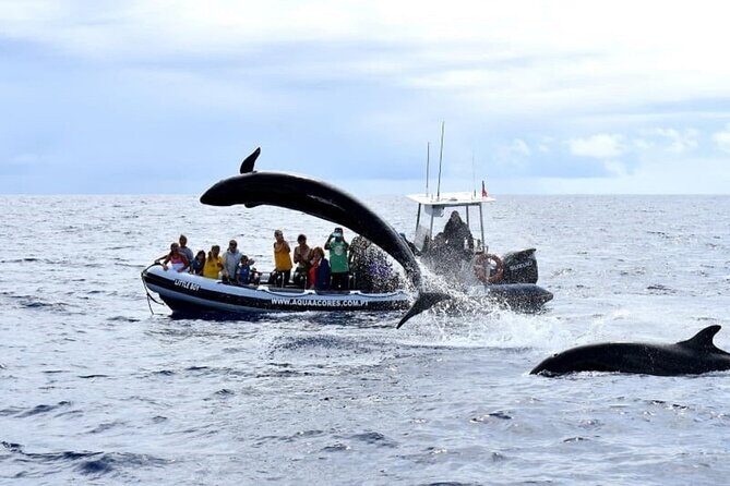 Whale and Dolphin Watching in Pico Island - Half Day - The Sum Up: Is It Worth It?