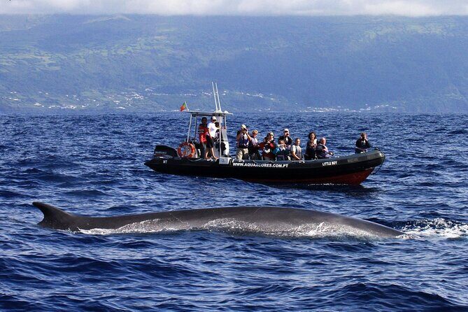 Whale and Dolphin Watching in Pico Island - Half Day - FAQs