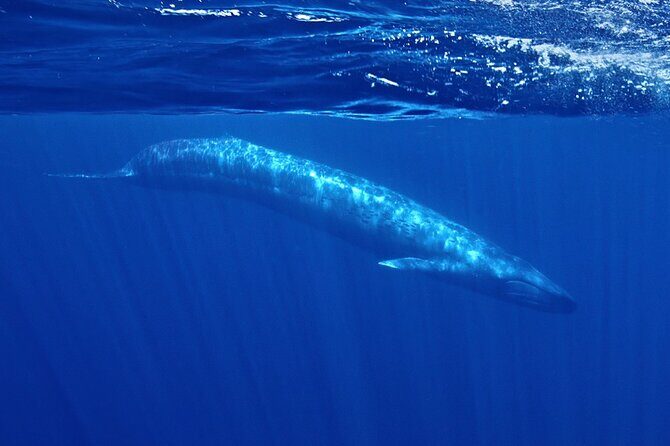 Whale and Dolphin Watching in San Diego Speedboat Tour - Key Points