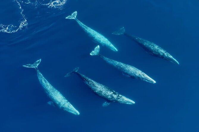 Whale and Dolphin Watching in San Diego Speedboat Tour - The Value of a Small Group Speedboat Tour