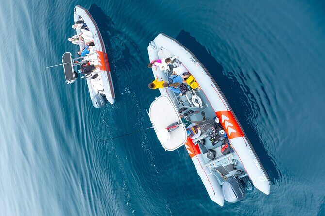 Whale and Dolphin Watching in San Diego Speedboat Tour - Final Thoughts: Is This Tour Worth It?