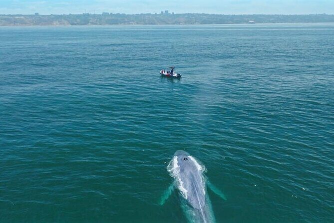 Whale and Dolphin Watching in San Diego Speedboat Tour - FAQ