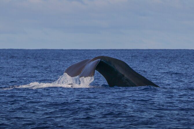 Whale and Dolphin Watching in Terceira Island - Key Points