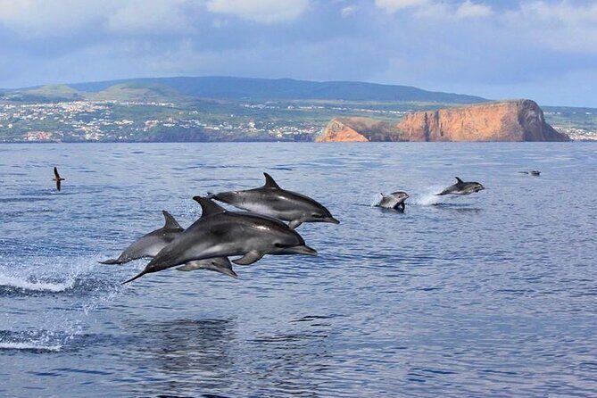 Whale and Dolphin Watching in Terceira Island - A Closer Look at the Whale & Dolphin Watching Experience in Terceira