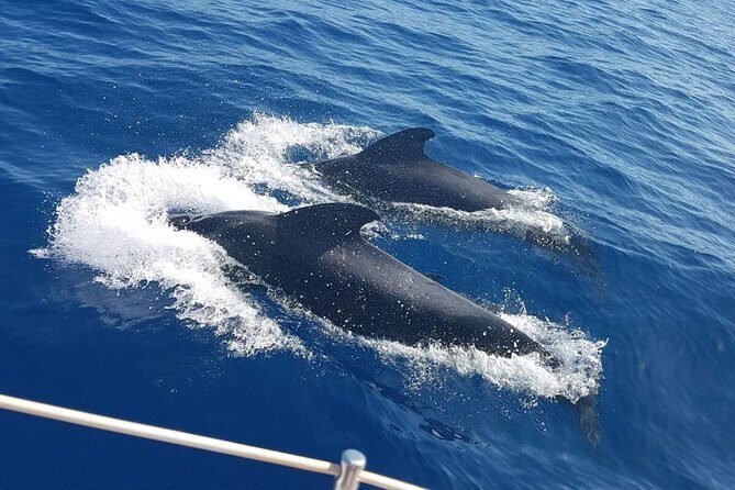Whale and Dolphin Watching Sailing Boat with Drinks, Snacks and Swimming Time - The Experience Breakdown