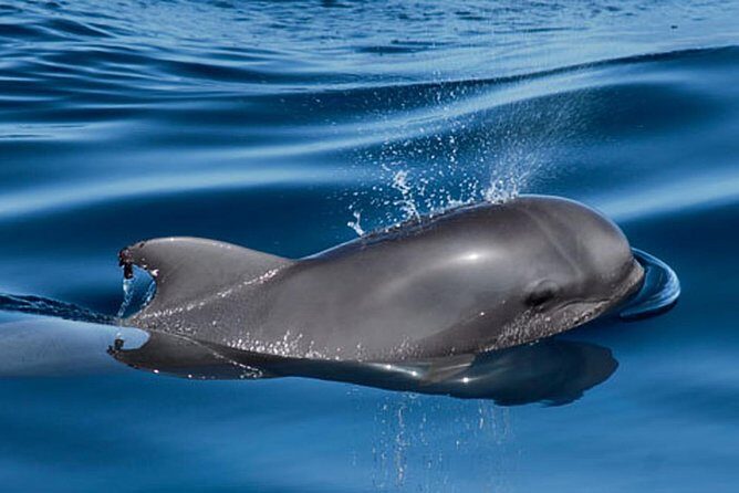 Whale and Dolphin Watching Sailing Boat with Drinks, Snacks and Swimming Time - FAQ
