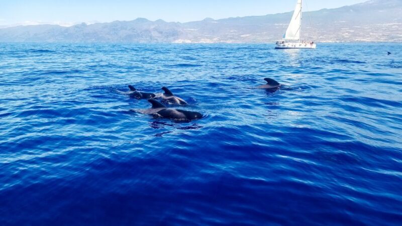 Whale and Dolphin Watching Sailing Tour  Los Gigantes (3H) - Key Points