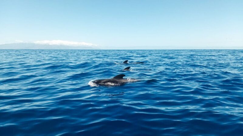 Whale and Dolphin Watching Sailing Tour  Los Gigantes (3H) - In-Depth Look at the Tour