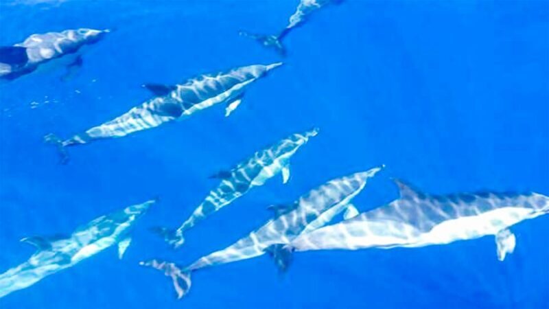 Whale and Dolphin Watching Sailing Tour  Los Gigantes (3H) - Authentic Traveler Insights