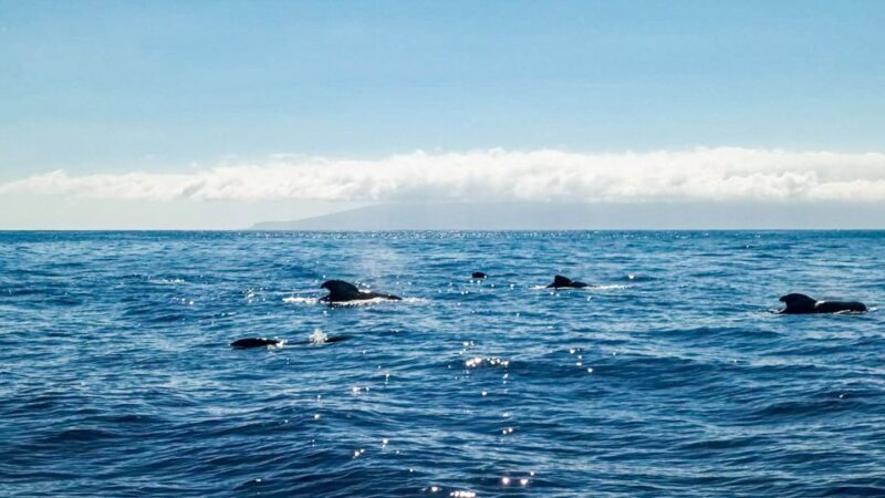 Whale and Dolphin Watching Sailing Tour  Los Gigantes (3H) - FAQ