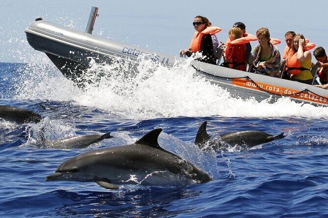 Whale and Dolphin Watching Tour from Funchal - Key Points