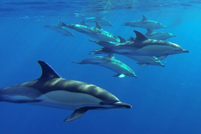 Whale and Dolphin Watching Tour from Funchal - Who Is This Tour Best Suited For?