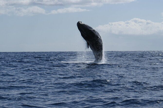Whale and Dolphin Watching Tour from Funchal - Frequently Asked Questions